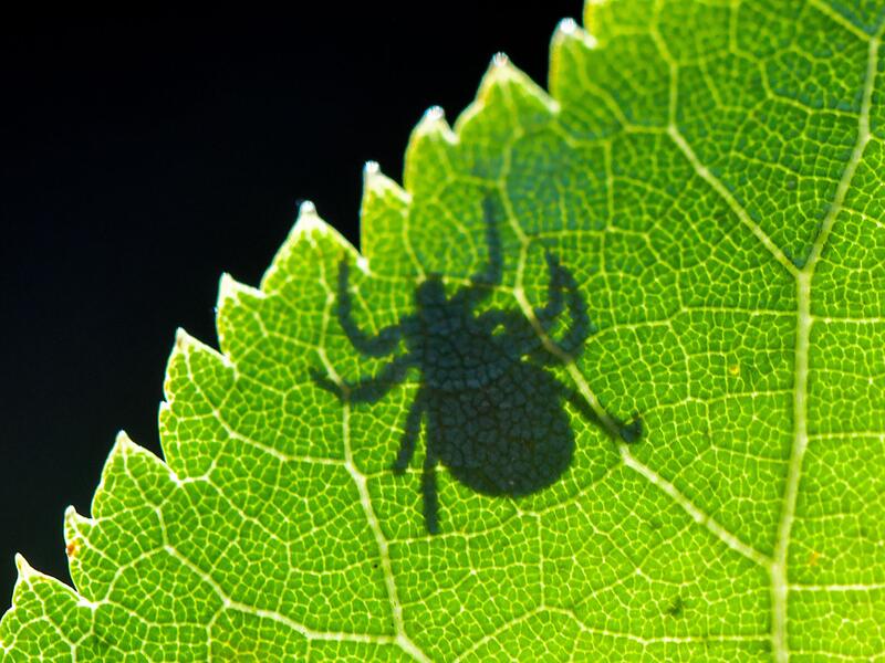 Schatten einer Zecke ist im Gegenlicht auf einem Blatt zu sehen