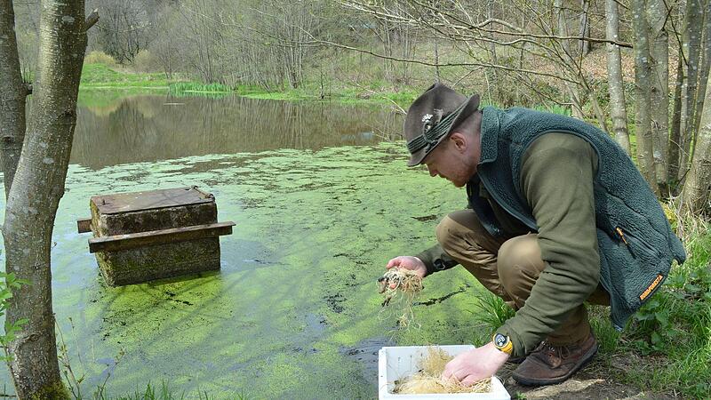 Fabian Hecker entlässt kleine Krebse in den Biotopteich des Forstbetriebs. Fabian Hecker entlässt kleine Krebse in den Biotopteich des Forstbetriebs.