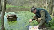 Fabian Hecker entlässt kleine Krebse in den Biotopteich des Forstbetriebs. Fabian Hecker entlässt kleine Krebse in den Biotopteich des Forstbetriebs.