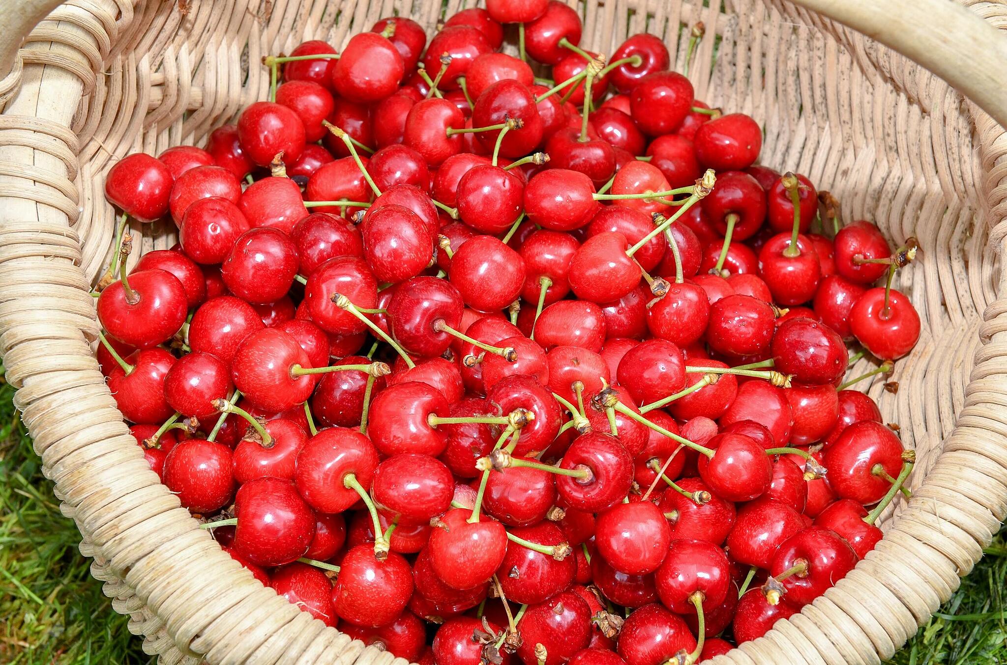 kirschen aus der frankische schweiz preis trotz spater saison stabil