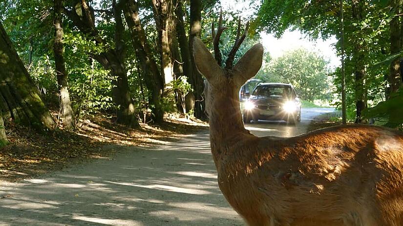 Wild und Straße Wild und Straße
