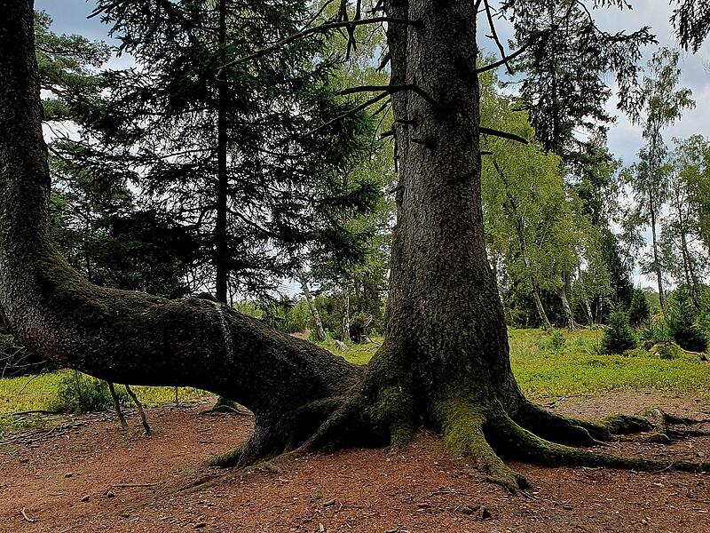 Eindrücke aus der Oberoher Heide und der Heide am Schillohsberg