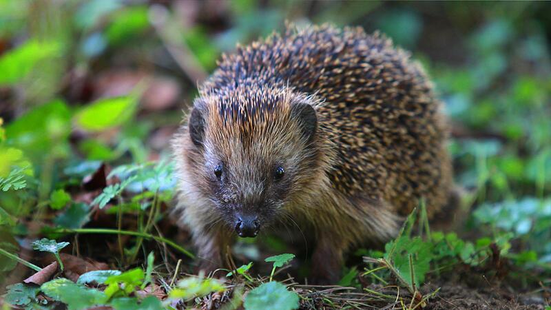 Tiere leiden unter Trockenheit