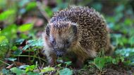 Tiere leiden unter Trockenheit