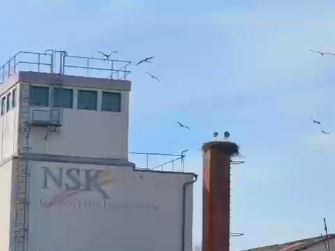 Storch-Angriff in Lautertal