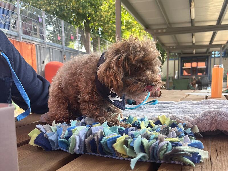Mantrailer Therapiehunde