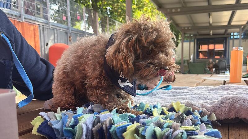 Mantrailer Therapiehunde