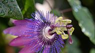 Passionsblume Passionsblume