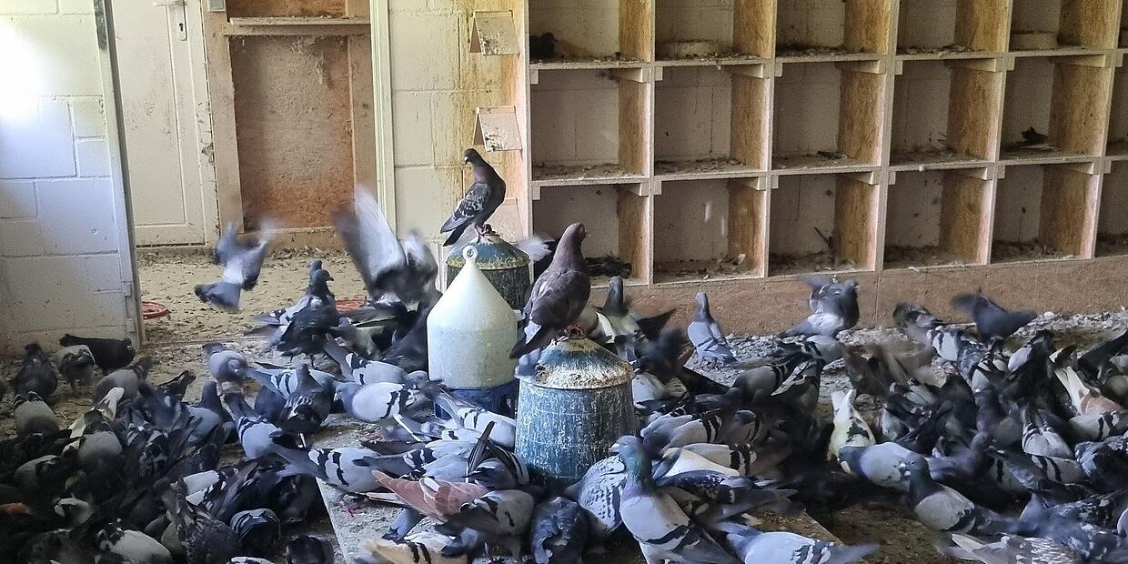 Pigeon lovers feel sidelined by the city