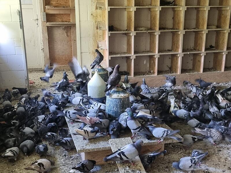 Viele Kulmbacher Tauben kommen zur täglichen Fütterung in den Taubenschlag Viele Kulmbacher Tauben kommen zur täglichen Fütterung in den Taubenschlag