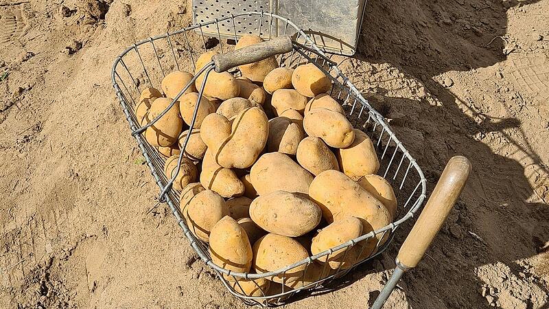 300 Kilogramm Kartoffeln wurden in Adelsdorf geerntet und gestohlen