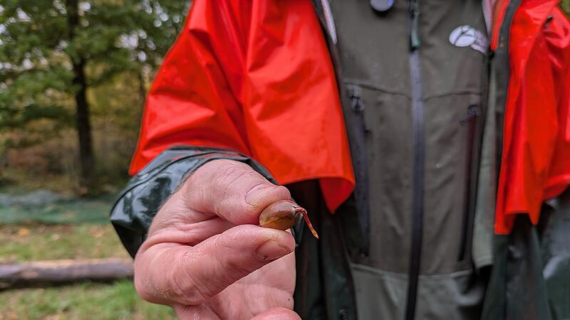 Andreas B&uuml;chner zeigt Eichel