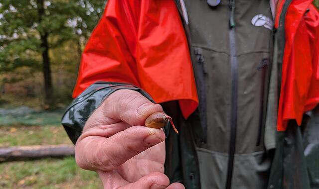 Andreas Büchner zeigt Eichel