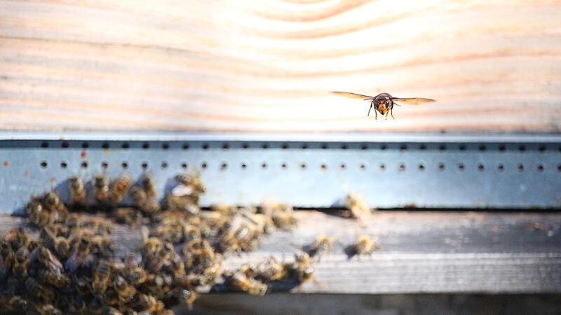 Eine Asiatische Hornisse vor einem Bienenstock. Sieht harmlos aus, aber f&uuml;r Honigbienen ist das invasive Insekt ein Graus. Sie bei&szlig;t den Kopf, Hinterleib, Fl&uuml;gel und Beine der Biene ab. Das Brustst&uuml;ck gibt sie ihrer Brut.