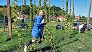 Hopfenzupferfest M&uuml;rsbach 2026Hopfenzupferfest M&uuml;rsbach 2026
