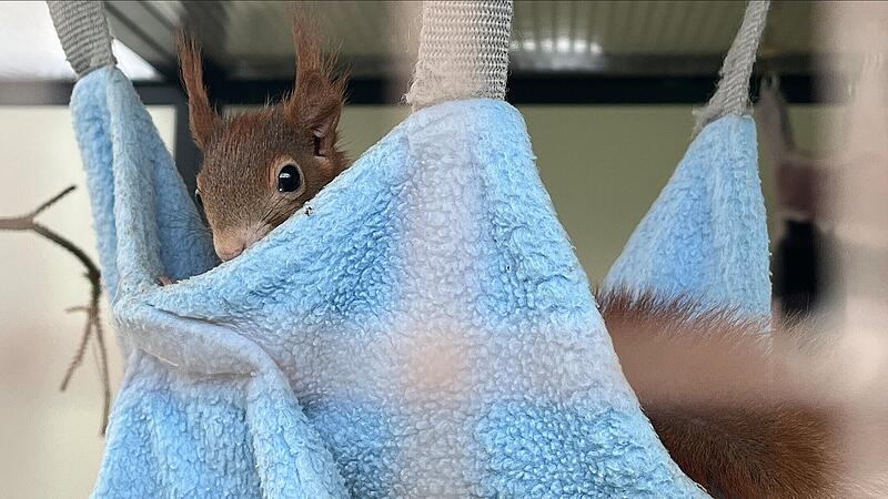 Sind die Eichhörnchen erstmal in einer Außenvoliere, sind sie wieder menschenscheu.