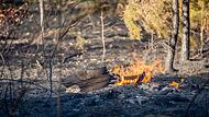 Waldbrand in Hessen Waldbrand in Hessen