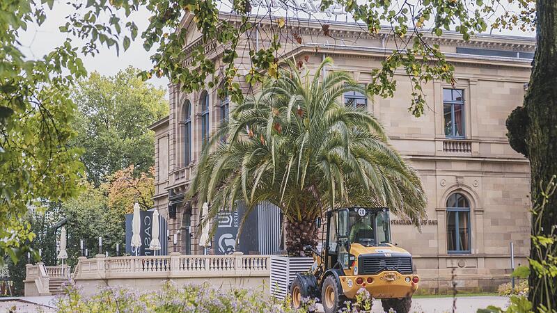 Vor dem nahenden Winter werden die Palmen zurück ins Palmenhaus gebracht.
