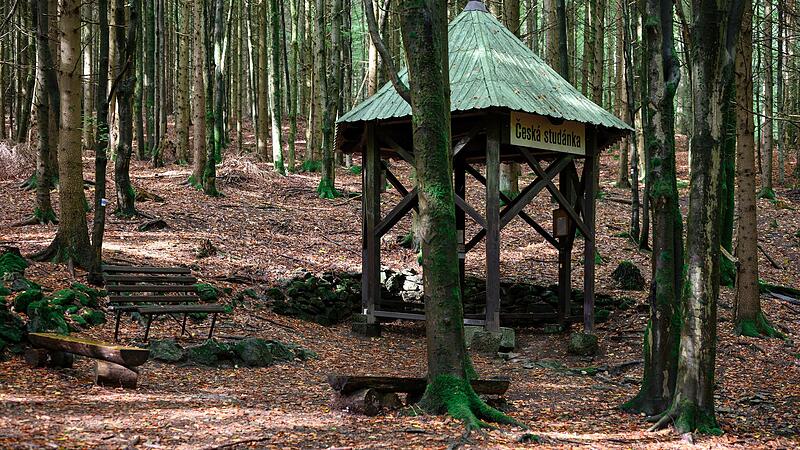 Waldgebiet nahe Fundort des vermissten M&auml;dchens