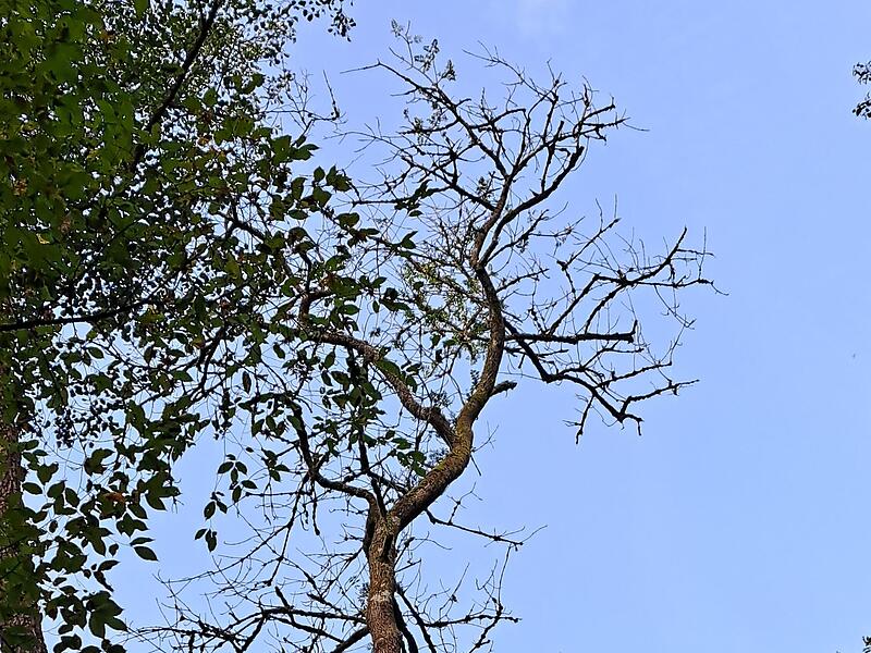 Die Krone einer vom Eschentriebsterben befallenen Esche. F&uuml;r den Baum ist jede Rettung zu sp&auml;t.