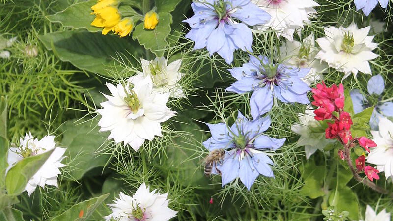 Die "Jungfer im Gr&uuml;nen" ist eine einj&auml;hrige Pflanze