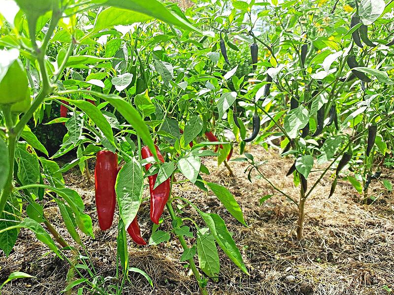 Ideal für einen heißen Sommer: Paprika und Chili mögen es warm und bringen dieses Jahr im Kulmbacher Ortsteil Burghaig gute Erträge.Dagmar Besand Ideal für einen heißen Sommer: Paprika und Chili mögen es warm und bringen dieses Jahr im Kulmbacher Ortsteil Burghaig gute Erträge.Dagmar Besand