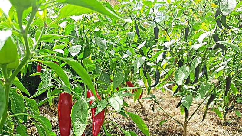 Ideal f&uuml;r einen hei&szlig;en Sommer: Paprika und Chili m&ouml;gen es warm und bringen dieses Jahr im Kulmbacher Ortsteil Burghaig gute Ertr&auml;ge.Dagmar Besand