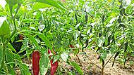 Ideal f&uuml;r einen hei&szlig;en Sommer: Paprika und Chili m&ouml;gen es warm und bringen dieses Jahr im Kulmbacher Ortsteil Burghaig gute Ertr&auml;ge.Dagmar Besand