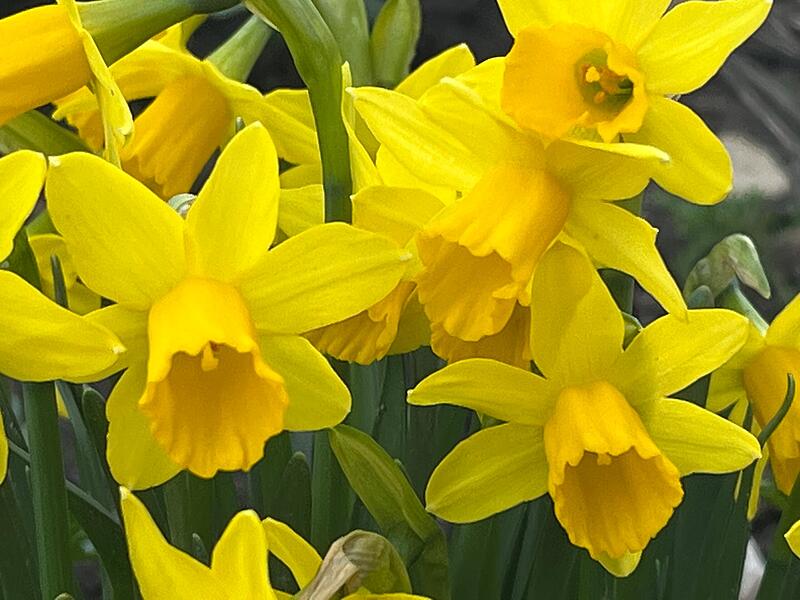 Auch wenn die Narzissen noch so leuchten &ndash;  Nachtfr&ouml;ste und Graupelschauer sind in der n&auml;chsten Zeit im Landkreis Forchheim noch m&ouml;glich.