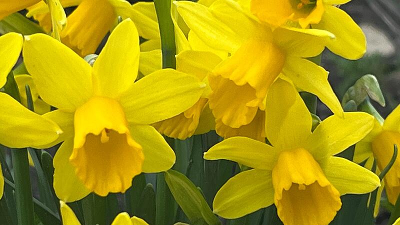 Auch wenn die Narzissen noch so leuchten &ndash;  Nachtfr&ouml;ste und Graupelschauer sind in der n&auml;chsten Zeit im Landkreis Forchheim noch m&ouml;glich.