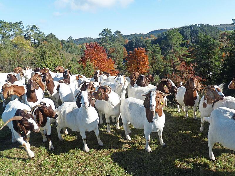 Ziegenherde oberhalb der Schlötzmühle im Schwalbachtal bei Wonsees im Landschaftspflegeeinsatz.