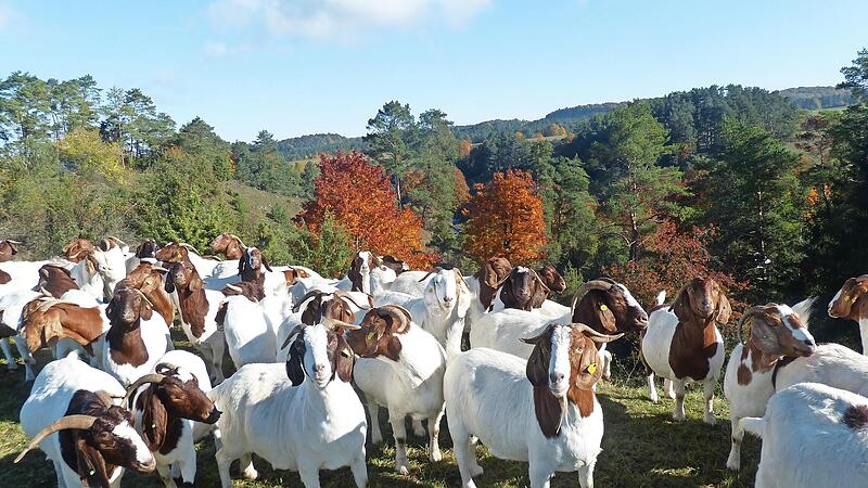 Ziegenherde oberhalb der Schlötzmühle im Schwalbachtal bei Wonsees im Landschaftspflegeeinsatz.