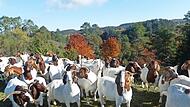 Ziegenherde oberhalb der Schlötzmühle im Schwalbachtal bei Wonsees im Landschaftspflegeeinsatz.