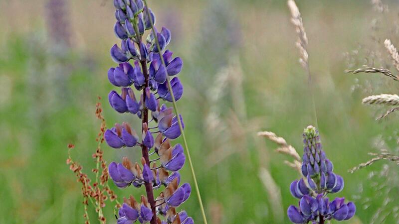Lupinen in der Rh&ouml;n.