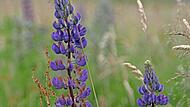 Lupinen in der Rhön.