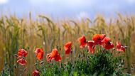 Mohnblumen in einem Feld