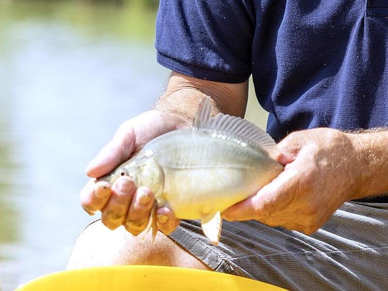 Von September bis November würdigt der Aischgrund während der Karpfenschmeckerwochen den Fisch, der den Landstrich prägt. Stephan Großmann/Archiv Von September bis November würdigt der Aischgrund während der Karpfenschmeckerwochen den Fisch, der den Landstrich prägt. Stephan Großmann/Archiv