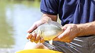 Von September bis November würdigt der Aischgrund während der Karpfenschmeckerwochen den Fisch, der den Landstrich prägt. Stephan Großmann/Archiv Von September bis November würdigt der Aischgrund während der Karpfenschmeckerwochen den Fisch, der den Landstrich prägt. Stephan Großmann/Archiv