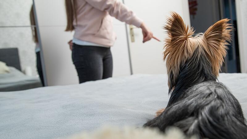 Ein Hund wird von seinem Frauchen zurechtgewiesen
