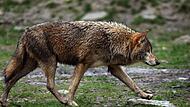 Der Wolf ist wohl das am meisten diskutierte Wildtier in der Rhön.
