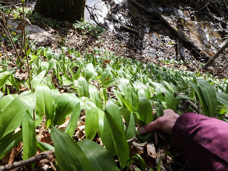 Wo w&auml;chst der B&auml;rlauch in Franken? Der Eschlipper Berg bei Ebermannstadt ist einer von zahlreichen Pl&auml;tzen.
