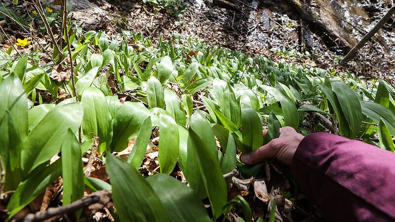 Wo w&auml;chst der B&auml;rlauch in Franken? Der Eschlipper Berg bei Ebermannstadt ist einer von zahlreichen Pl&auml;tzen.