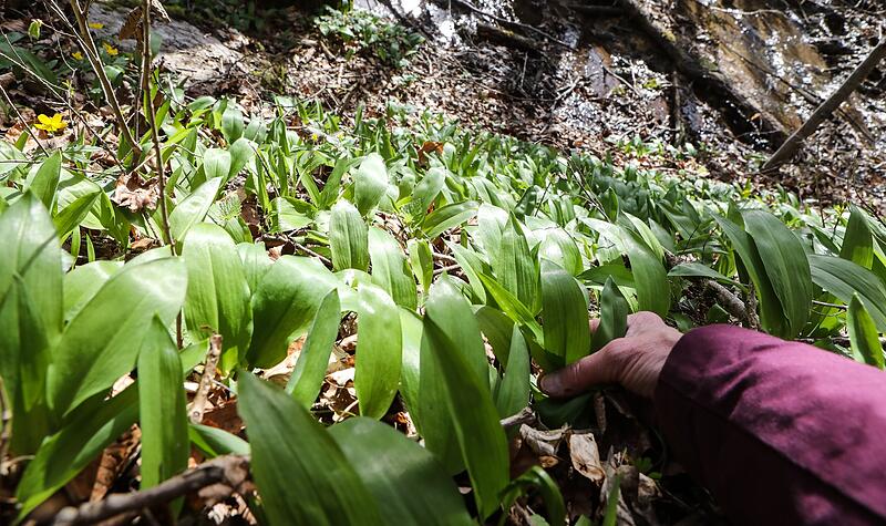 Wo w&auml;chst der B&auml;rlauch in Franken? Der Eschlipper Berg bei Ebermannstadt ist einer von zahlreichen Pl&auml;tzen.