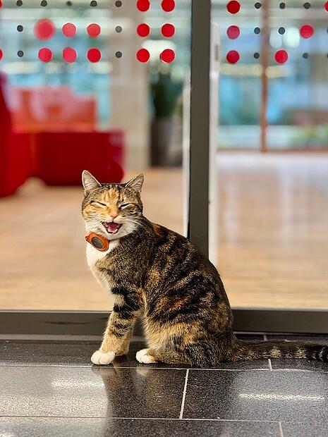 Wissensdurstige Katze besucht den CampusWissensdurstige Katze besucht den Campus Katze in einem Raum