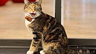Katze in einem Raum