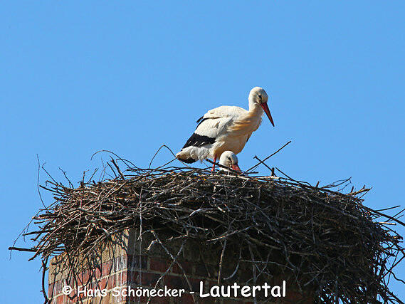 Storchenpaare im Land CoburgStorchenpaare im Land Coburg 2025