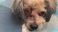 Einer der beiden Hunde der Familie Leuker hat beim Angriff einer Dogge ein Auge verloren.Forchheim & Fränkische Schweiz