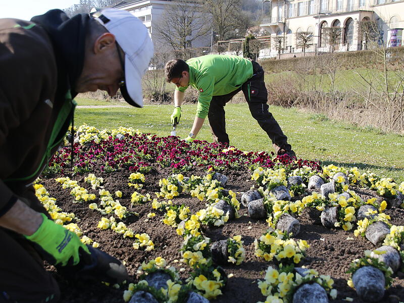 Andreas Munack und sein Team pflanzen Hornveilchen in ein Beet im Rosengarten.