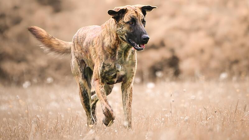 Mischling Mango ist ein Jahr alt. Er sucht hier in Kronach ein neues Zuhause. Mischling Mango ist ein Jahr alt. Er sucht hier in Kronach ein neues Zuhause.