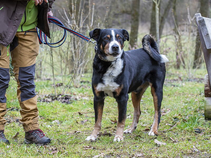 Hund Leo ist noch leicht verzogen. Mit der richtigen Führung kann aus ihm ein Prachtkerl werden. Hund Leo ist noch leicht verzogen. Mit der richtigen Führung kann aus ihm ein Prachtkerl werden.